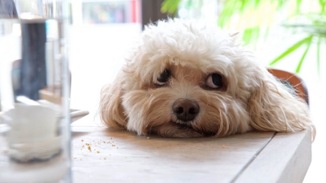 stay_dog-friendly_b2_is_10_april_19_65
