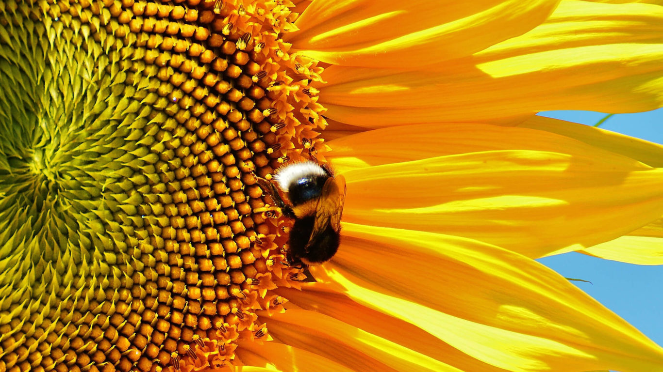bee-bloom-blossom-162353