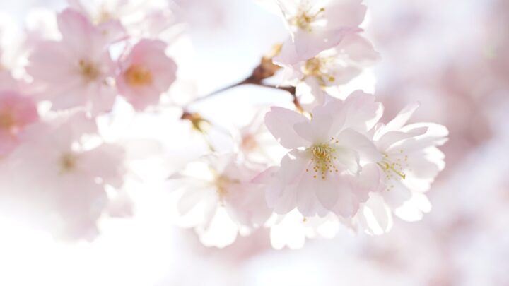 pexels-susanne-jutzeler-sujufoto-2091109