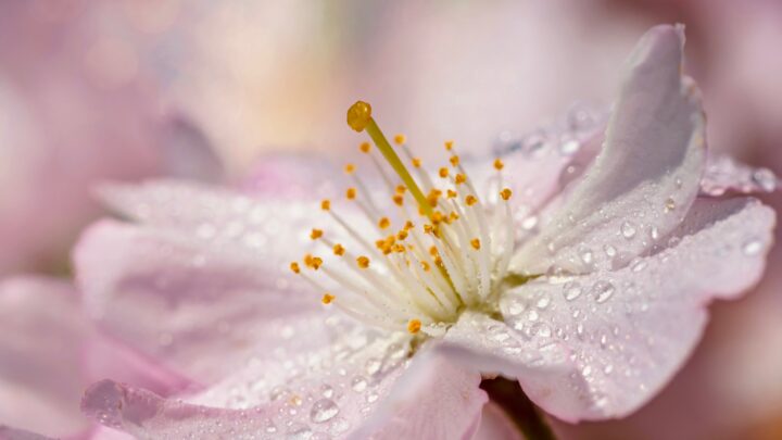 pexels-susanne-jutzeler-sujufoto-7367696